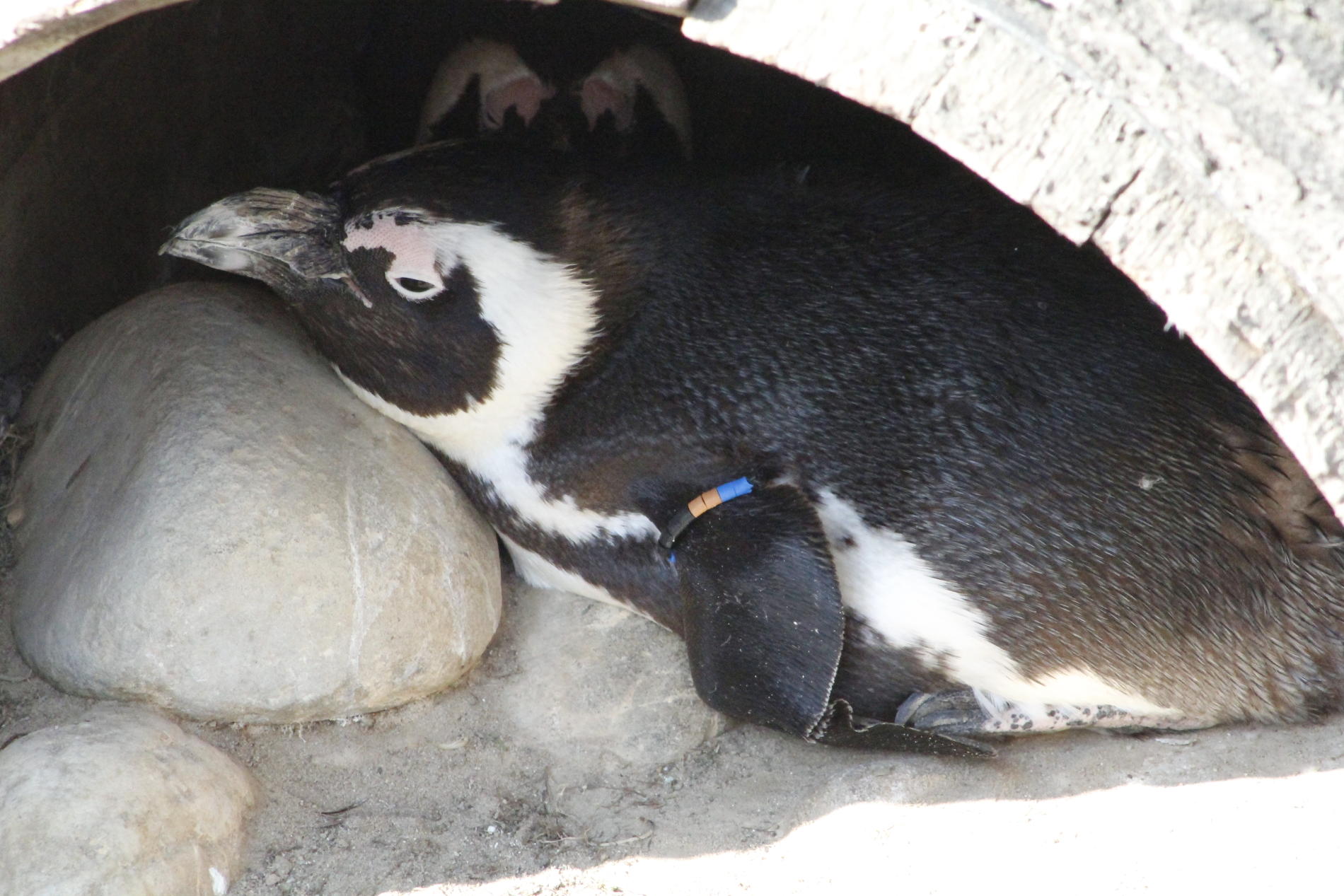 Pinguin im Erlebnisszoo Hannover der sich in einem Fass auf einem Stein liegend ausruht